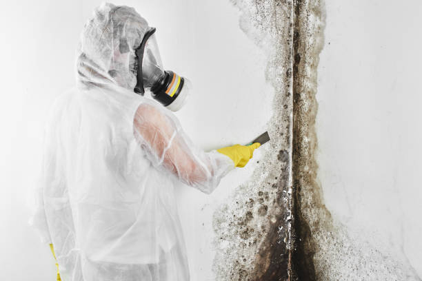 Best Black Mold Removal  in Whippany, NJ