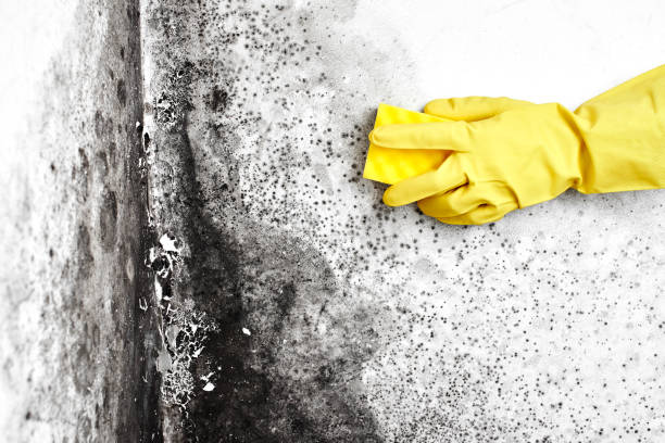 Crawl Space Mold Removal in Whippany, NJ