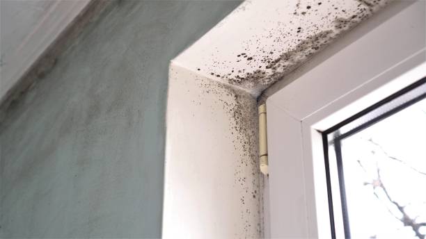 Best Mold Damage Repair  in Whippany, NJ