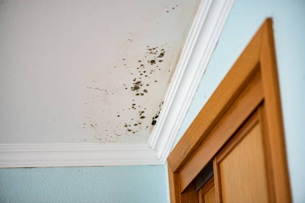 Best Crawl Space Mold Removal  in Whippany, NJ