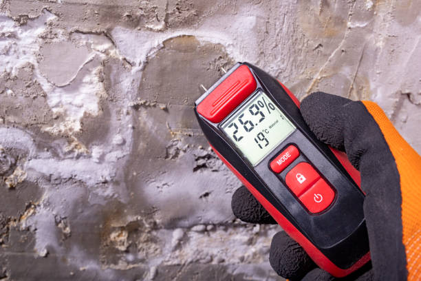 Best Mold Damage Repair  in Whippany, NJ