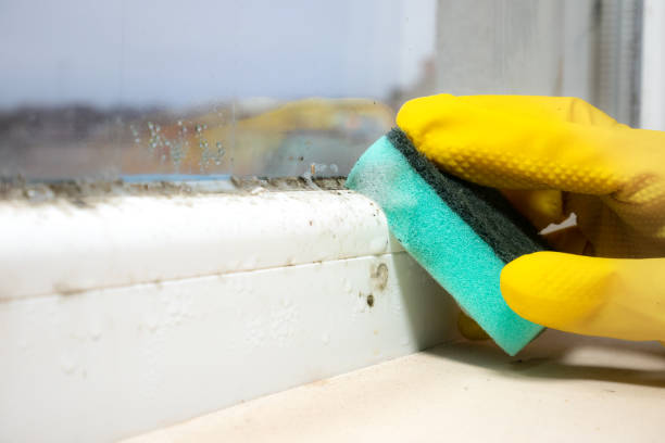 Best Black Mold Removal  in Whippany, NJ