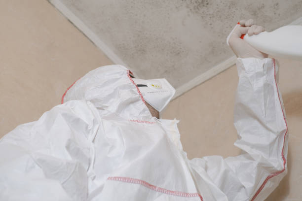 Best Certified Mold Removal  in Whippany, NJ