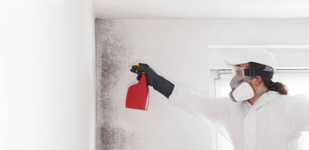 Best Mold Removal Process  in Whippany, NJ