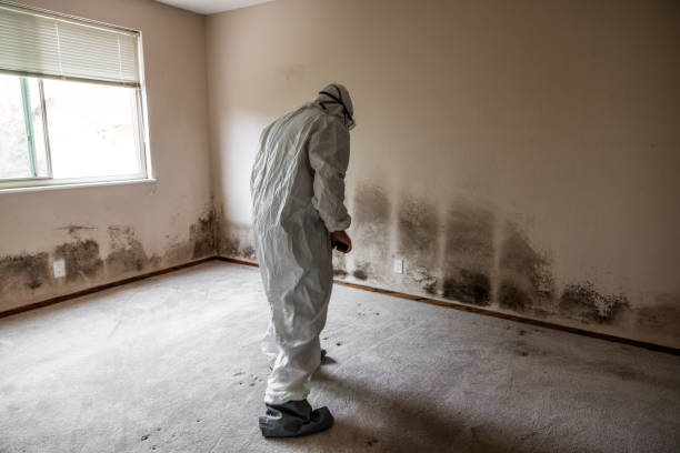 Best Commercial Mold Removal  in Whippany, NJ