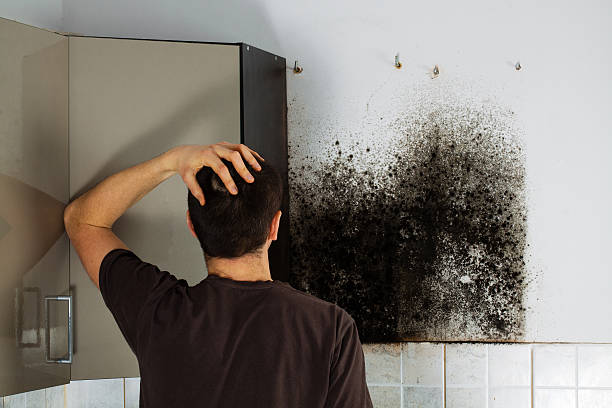 Best Mold Removal and Inspection  in Whippany, NJ