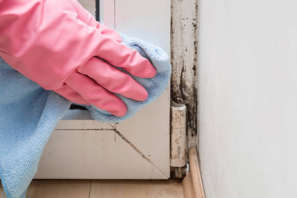 Best Mold Removal Specialists  in Whippany, NJ