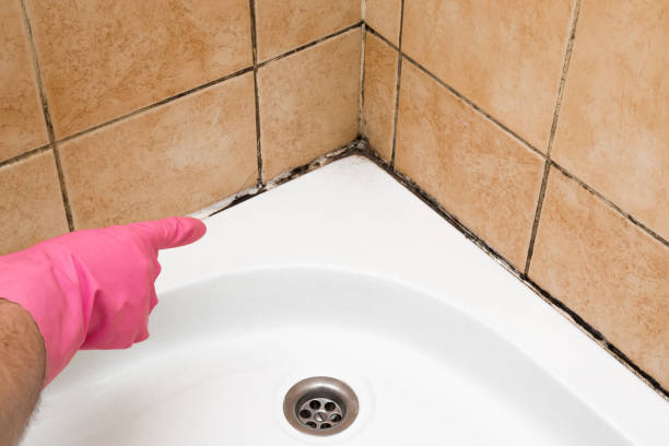 Best Local Mold Removal Service  in Whippany, NJ